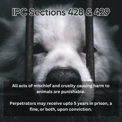 Did you know it is a punishable offense to harm an animal? Under IPC Sections 428 and 429, acts of cruelty can lead to prison time and fines. Knowing the law is a powerful tool to protect the voiceless.