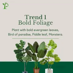 Trend 1: Bold Foliage. Plants like the Bird of Paradise, Fiddle Leaf Fig, and Monstera make a dramatic statement with their large, evergreen leaves, instantly becoming the focal point of a room.