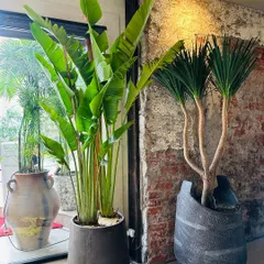 We love creating plant pairings that play with different shapes and textures. Here, the broad leaves of the Bird of Paradise contrast beautifully with the spiky foliage of the Dracaena, creating a visually interesting corner.