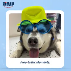 Prop-tastic moments are a must at our events. This cool husky is rocking a hat and sunglasses, ready for his close-up at our Grooming Fest photo booth.