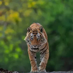 The intense gaze of T-120, also known as Ganesh, from Ranthambhore. Each tiger has a unique personality, and my goal is to capture that character in a single frame.