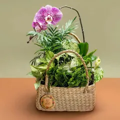 A "Best Wishes" gift basket combining the elegance of a Phalaenopsis orchid with the lush textures of a fern and a variegated Pothos. It's a thoughtful and sophisticated living gift for any celebration.