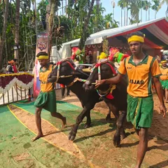 Participants at a Kambala event in Mangalore, leading their prized buffaloes. This folk sport is a celebration of the agrarian community's bond with their animals and land.
