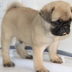 A playful Pug puppy sticking his tongue out. My Pugs are raised to be social and friendly, ready to bring laughter to their new homes.