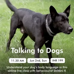 My "Talking to Dogs" class is one of my most popular workshops. It is designed for any pet parent who wants to move beyond basic commands and build a deeper, more intuitive connection with their dog.