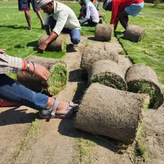A close-up of our team meticulously preparing rolls of freshly harvested Mexican grass turf. This hands-on approach guarantees that every piece meets our high standards for quality and density.