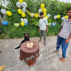 Wishing Mose the Rottweiler a fantastic birthday. Our team celebrates with a dog-friendly cake and lots of love.