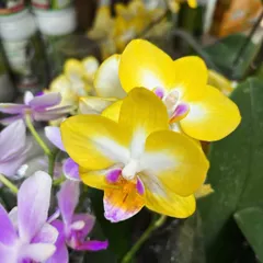 A close-up of a stunning yellow and purple Phalaenopsis orchid. These elegant flowers make a sophisticated statement and are surprisingly easy to care for.