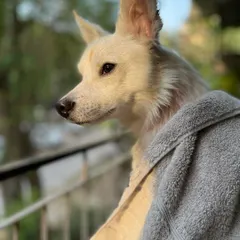 I believe every animal deserves a bright future. This beautiful dog is a reminder of the resilience of rescue animals and the incredible love they have to give when shown patience and kindness.
