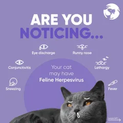 Feline Herpesvirus can present with several symptoms, including eye discharge, a runny nose, sneezing, and lethargy. This graphic helps you spot the signs, so you can get your cat the care they need quickly.