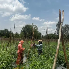A beautiful day at our farm in Tumkur, where our team works on staking tomato plants in the open field. This traditional method provides support for the growing vines.