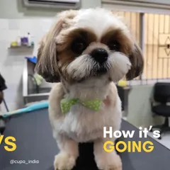 And this is how it's going! After a careful bath, trim, and styling, the same Shih Tzu is looking dapper with a new haircut and a cute bow tie. This before and after showcases the skill of our professional pet groomers.