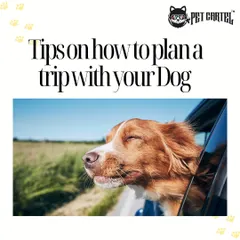 A happy dog enjoying a car ride is what my pet taxi service is all about. I provide safe, comfortable, and stress-free transportation in Mumbai and Bangalore, whether it's for a vet visit or the start of a holiday adventure.