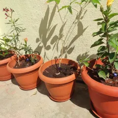 Here is a line of terracotta pots on a sunny terrace, each equipped with its own drip irrigation emitter. This is an efficient way to care for multiple plants, ensuring none of them dry out, even in the Bangalore heat.