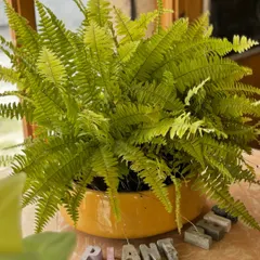 Ferns are just so photogenic. This lush Boston Fern is a perfect example of how beautiful and pleasing a healthy green plant can be. They love humidity and bright, indirect light.