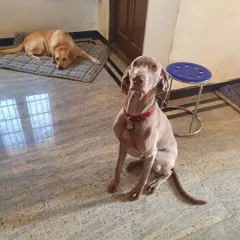 A Weimaraner sits attentively while a Labrador rests in the background. This shows how dogs with different energy levels can coexist peacefully in a shared home environment.