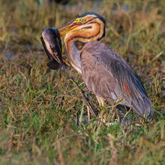 A Purple Heron struggles with a large catfish. Capturing these moments of struggle and success is a core part of my documentary-style wildlife photography.