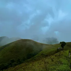 The famous "lonely tree" on the Kudremukha trail, standing strong against the elements. It's a landmark on our journey to the peak.