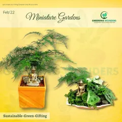 This miniature garden features an asparagus fern and other delicate plants arranged around a Buddha figurine. It's a perfect example of our sustainable green gifting, creating a peaceful ambiance in any space.