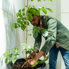 The planting season is our busiest time! Here's one of my team members carefully potting a Radermachera plant. We provide a full range of services, from adding new plants to beautifying your existing garden.