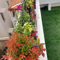 This balcony garden uses plants with multi-color leaves to stay vibrant all year round. I combined red, green, and yellow-leafed plants in the planters to create a rich, layered look next to the artificial grass.