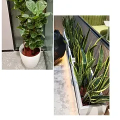 A row of vibrant snake plants in a long planter provides a clean, modern green edge to this office space. On the left, a Fiddle Leaf Fig adds height and texture, demonstrating our use of diverse plants for office decor.