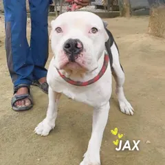 This is Jax, looking strong and healthy. He and his sister Sierra were rescued as a starving, skeletal pitbull duo. Today, they are eating well, receiving regular treatment, and learning to trust again in their forever home with us.