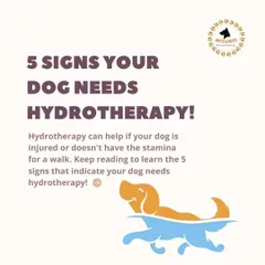 Hydrotherapy can be a game-changer for dogs with mobility issues. This infographic series explains some of the key signs that indicate your dog could benefit from water-based therapy, such as recovering from surgery or having difficulty walking.