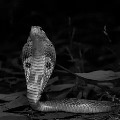 The iconic hood of an Indian Spectacled Cobra, presented in dramatic black and white. This style emphasizes its form and texture, a tribute to a snake that is both worshipped and feared.