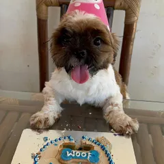 The birthday girl, a cute Shih Tzu in a party hat, poses happily behind her "Queen Luna" cake.