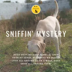 Ever wonder why your dog has to sniff everything on a walk? It's their primary way of seeing the world. Understanding these natural behaviors is the first step in building a stronger bond and a more effective training partnership.