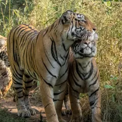 The legendary Arrowhead, queen of Ranthambore's lakes and granddaughter of Machli, with one of her cubs. Following these dynasties for years allows me to share not just sightings, but the intimate stories of their lives, struggles, and triumphs.