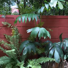 The unique, finger-like leaves of this Philodendron stand out against the red wall, complemented by the softer texture of the ferns below.