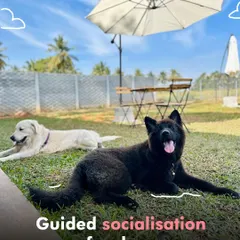 Even during high-energy activities, we practice calm. Here, a Golden Retriever and a German Spitz mix learn guided socialization, relaxing together under an umbrella between games at our summer camp.