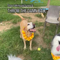 Celebrating Kukur Tihar, the festival of dogs. This happy Labrador is all decked out and ready to play ball after receiving his celebratory garland.