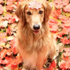 An autumn-themed outdoor shoot with the most beautiful red leaves. This handsome golden retriever was such a professional, sitting perfectly still even with a leaf balanced on his head.