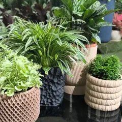 We believe the right plant and planter combination can transform any space. Here is a glimpse of our curated collection, featuring a variety of textures and styles to help you find the perfect match for your home decor.