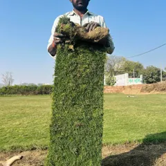 This is a roll of my premium, farm-fresh turf. Notice the thick, dense grass and the rich soil base. This is the quality I deliver for every project, ensuring a healthy and long-lasting lawn.
