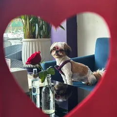Love is a four-legged word. This Valentine's, we hosted a special paw-print event where pet parents could create a beautiful keepsake to cherish their bond forever.