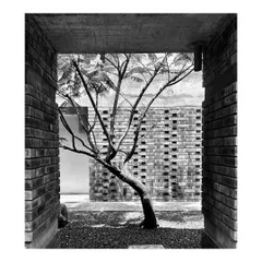 A tree is framed by a brick opening in a courtyard, creating a living work of art. This work-in-progress shot highlights our use of architecture to frame views of nature.
