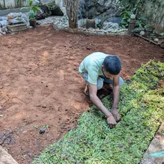The Paspalum grass, chosen for its resilience in semi-shaded areas, is carefully laid down piece by piece.