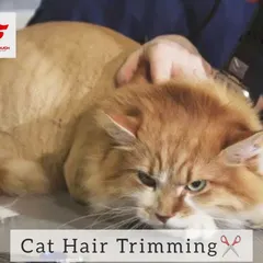 A hair trimming session for a cat. This helps to reduce shedding and keeps your cat cool and comfortable, preventing their fur from getting matted.