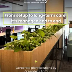 For modern workspaces, I provide end-to-end solutions. This custom planter filled with Golden Pothos acts as a natural, air-purifying divider between desks, demonstrating how I handle everything from setup to long-term care.