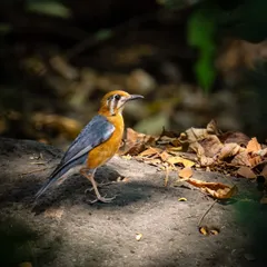 An Orange-headed Thrush foraging on the forest floor among fallen leaves. The dappled light creates a beautiful, natural atmosphere for this ground-dwelling bird.