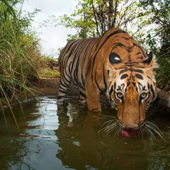 An extreme close-up of a tiger drinking, its tongue lapping the water. This intimate perspective is only possible with a remotely triggered camera, capturing details and behaviors that would be impossible to witness in person without causing disturbance.