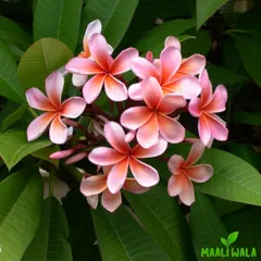 Choosing the right plants is key. I can help you select beautiful, fragrant flowers like these Plumeria, also known as Champa, that thrive in our climate and add a touch of elegance to any garden.