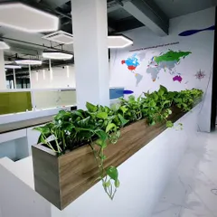 Here, lush Golden Pothos trail from a custom wooden planter, acting as a natural and beautiful barrier in an open-plan office. This biophilic design element helps define spaces while keeping the environment open and airy.