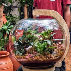 This is our large 'Living Lamp', a self-sustaining terrarium with an integrated light that we had the pleasure of creating as a birthday gift for Hrithik Roshan. It turns into a glowing, living globe, making it a unique piece of decor that is truly a conversation starter.