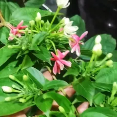 A close-up of the Madhumalti flowers, which transition from white to pink to red. Their sweet fragrance is especially strong in the evening.