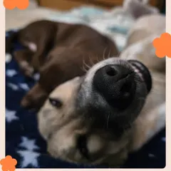 Just look at that happy face. This is Sora, now completely relaxed and at home with her new family. Seeing our rescued pups blossom like this is our greatest reward.